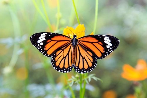 Les papillons Monarques du Michoacán
