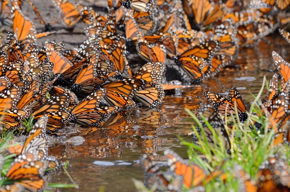 Santuario de la Mariposa Monarca
