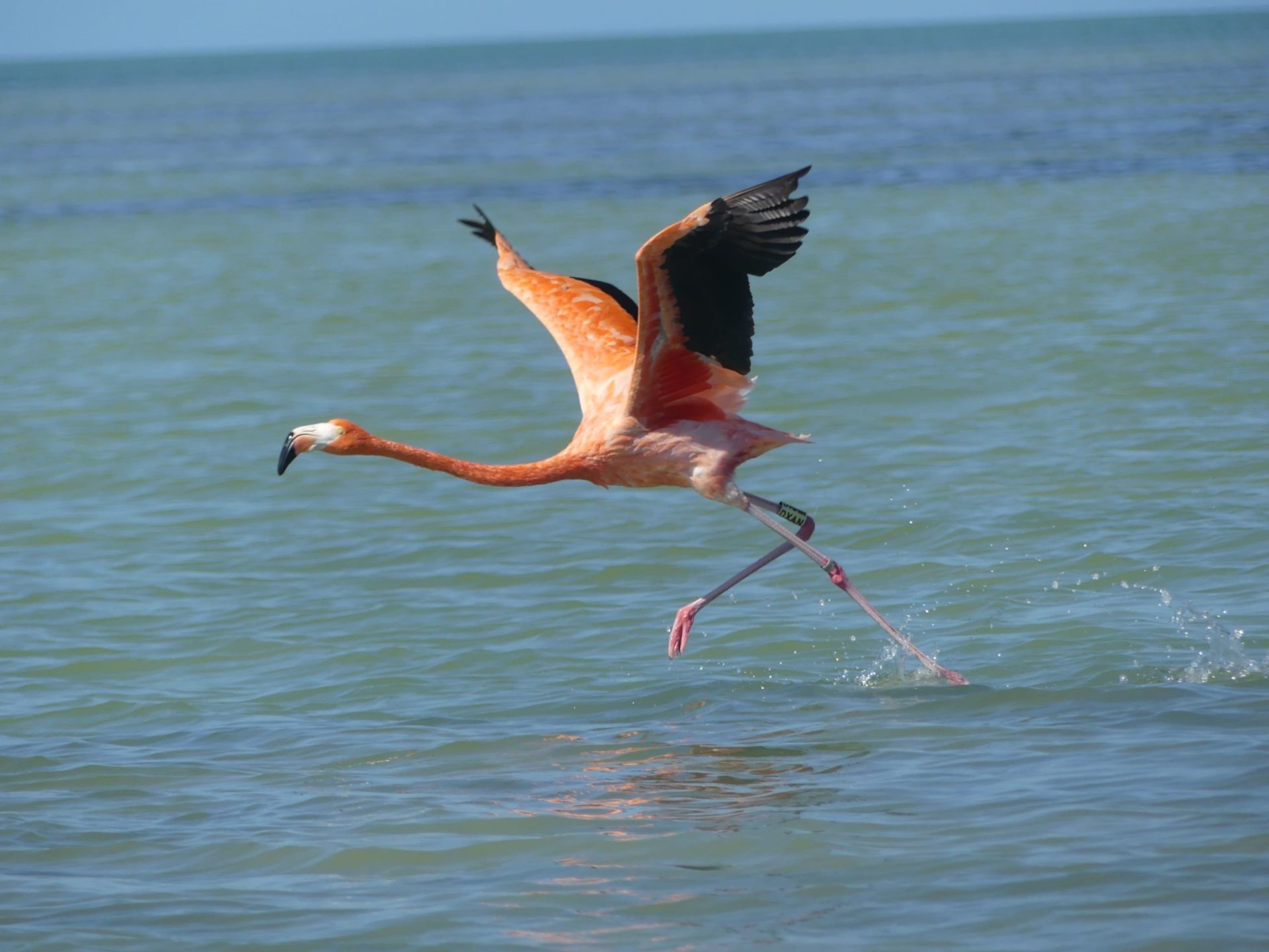 flamants roses à Celestun